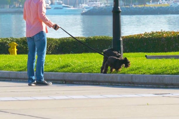 Dogs pee on a lamppost. Dog walker with two dogs in a big city. Man is walking with dogs.
