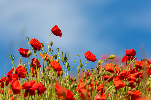 Vibrant red poppies with a blue sky overhead