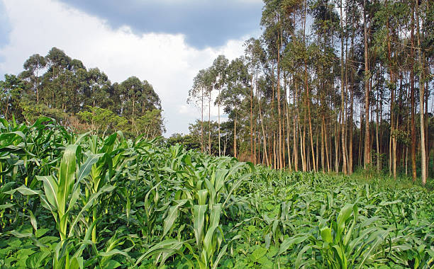 istock agriculture in Africa 124963379