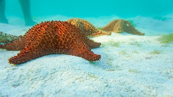 Seascape with orange sea star on white sand underwater, traveling for tourist adventure in the beautiful waters of the Caribbean Sea. Los Roques, Venezuela