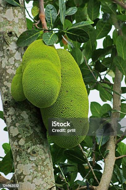 Jackfruits En Uganda Foto de stock y más banco de imágenes de Adolescencia - Adolescencia, Aire libre, Alimento