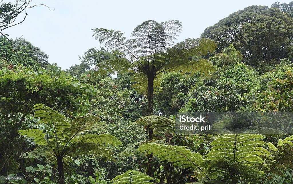 vegetation in the Bwindi Impenetrable National Park rain forest vegetation in the Bwindi Impenetrable National Park in Uganda (Africa) Africa Stock Photo