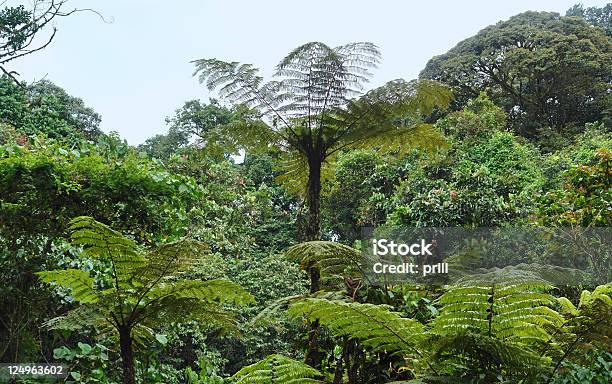Vegetation In The Bwindi Impenetrable National Park Stock Photo - Download Image Now