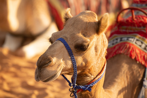 Camels in the desert in Tabuk Province, Saudi Arabia on a sunny day.