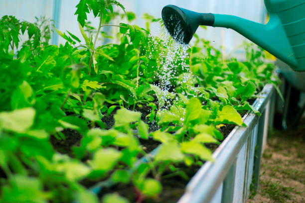 istock Man watering plants in glasshouse close up 1249638113