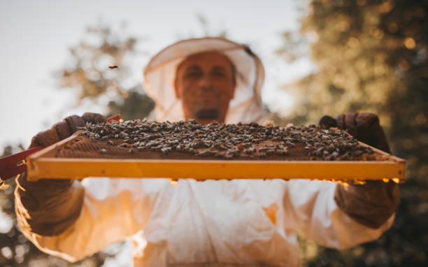 Checking the hives Checking the hives beekeeper photos stock pictures, royalty-free photos & images