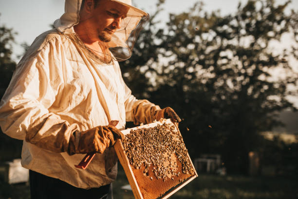 Beekeeping as a way of life Beekeeping as a way of life beekeeper photos stock pictures, royalty-free photos & images