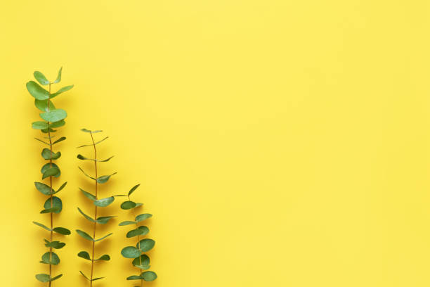 istock Eucalyptus twigs on bright yellow background. Flat lay, copy space 1249640577