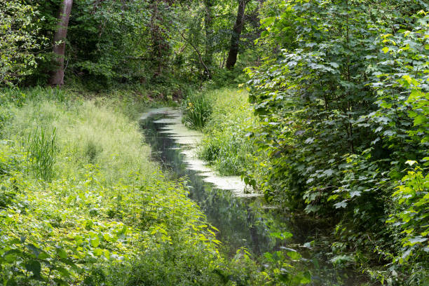 Calm brook flows through a green forest meadow, idyllic nature landscape in spring and summer, copy space, selected focus