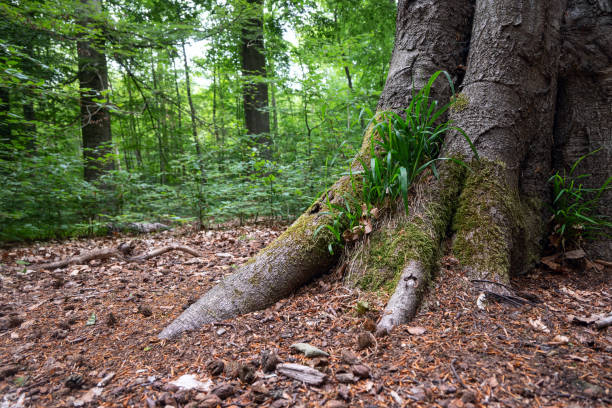 istock Root of a large beech, tree overgrown with moss and grass in a deciduous forest, copy space 1249641954