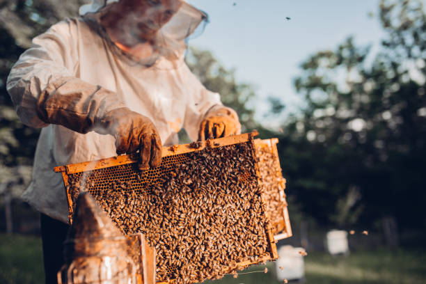 istock Close-Up of Beekeeper with Honey Frames 1249642057