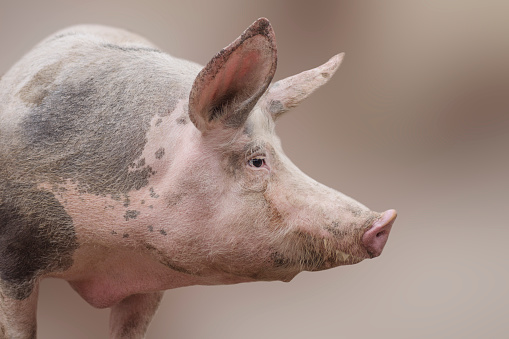 Profile view animal portrait of big domestic pig.