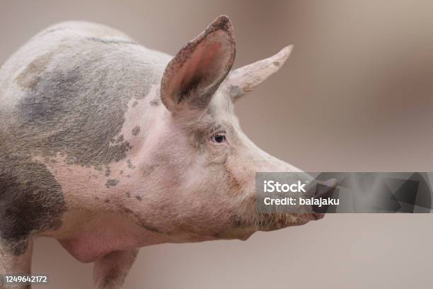 Big Domestic Pig Profile View Stock Photo - Download Image Now - Pig, Animal  Head, Side View - iStock