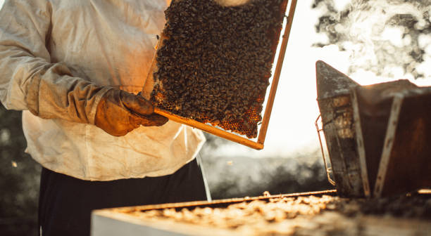 istock Beekeeper lifting a tray out of a beehive 1249643847