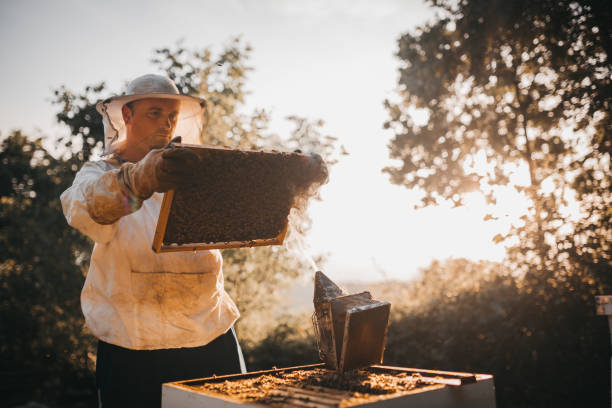 istock Honeycomb with bees and honey 1249643854