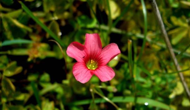 istock flor azedinha oxalis debilis 1249644524