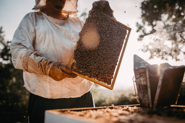 Beekeeper lifting a tray out of a beehive