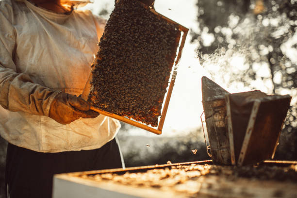 istock Honeycomb with bees and honey 1249645058