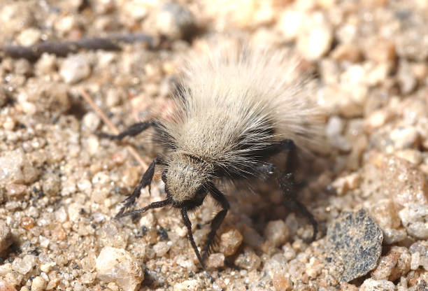 Thistledown Velvet Ant (Dasymutilla sackenii) A fluffy, white female flightless wasp on sand ants-walking stock pictures, royalty-free photos & images