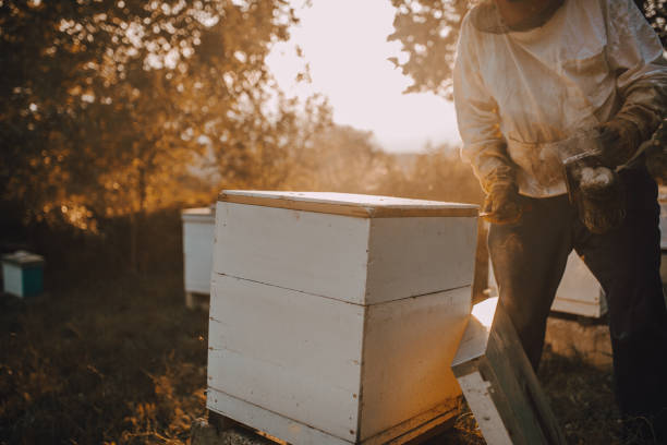 istock Apiary. The beekeeper takes out from the hive honeycomb with bees 1249646507