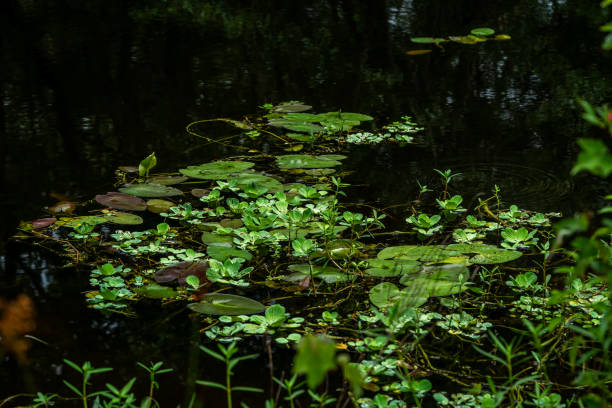 istock lilies and Other Water Plants 1249646641