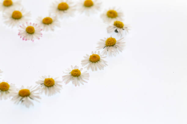 istock Heart, laid out of chamomiles, on white background 1249646664