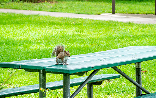 A squirrel soaking ujhgf 
' 
[poiuytrecw