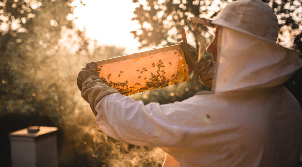istock Apiarist working in his apiary in the springtime 1249648395