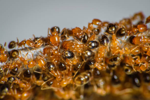 istock Group of pharaoh ants roaming around for food 1249648571