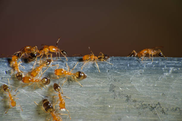 음식을 위해 돌아다니는 파라오 개미 그룹 - pharaoh 뉴스 사진 이미지