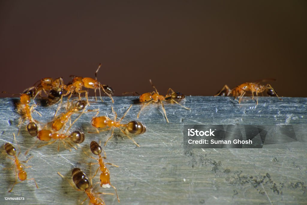 Group of pharaoh ants roaming around for food Ant Stock Photo