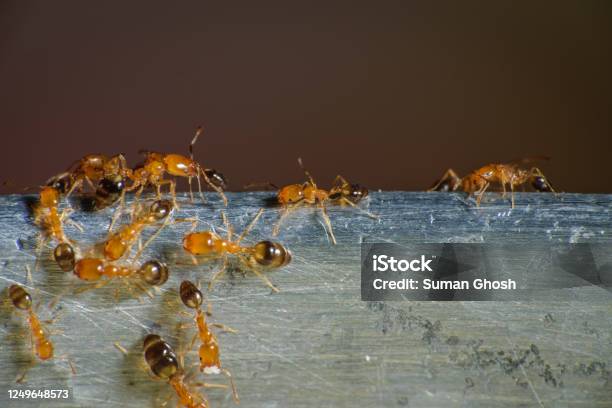 Group Of Pharaoh Ants Roaming Around For Food Stock Photo - Download Image Now - Ant, Pharaoh, Close-up