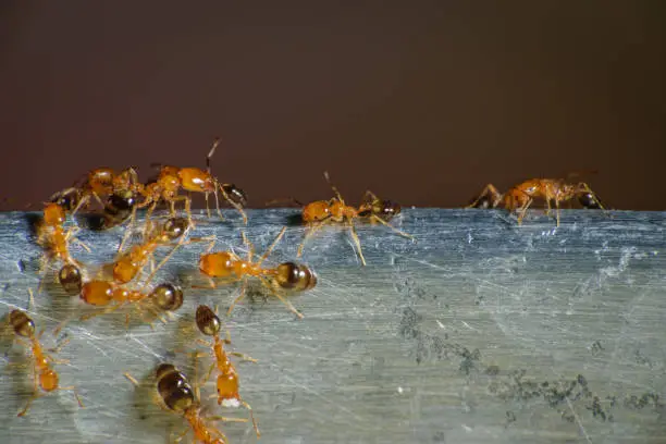 Group of pharaoh ants roaming around for food