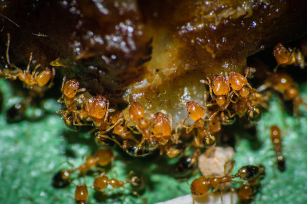 istock Group of pharaoh ants roaming around for food 1249648588