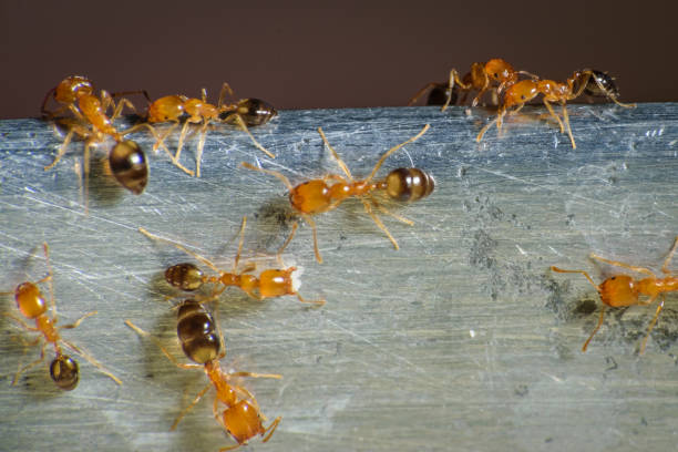 gruppo di formiche faraone che vagano per il cibo - pharaoh foto e immagini stock