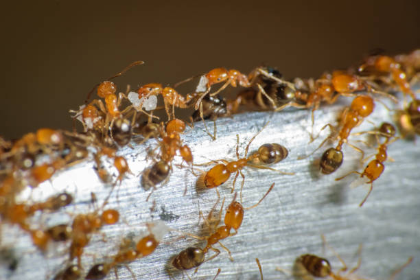 istock Group of pharaoh ants roaming around for food 1249648616
