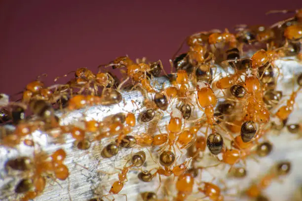 Group of pharaoh ants roaming around for food