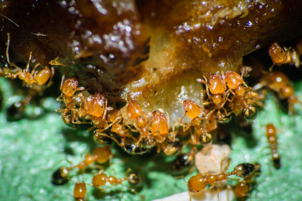 istock Group of pharaoh ants roaming around for food 1249648648