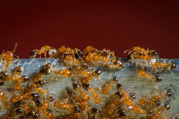 istock Group of pharaoh ants roaming around for food 1249648663