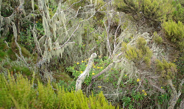 istock shrubby vegetation around Mount Muhabura 124964893