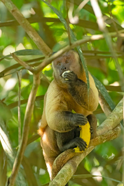 別の人を抱きながらバナナを食べるカプチンモンキー - brown capuchin monkey ストックフォトと画像