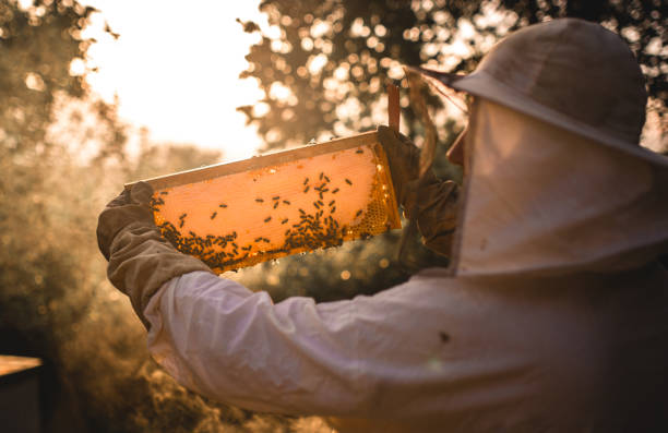 Beekeeping business Beekeeping business beekeeper photos stock pictures, royalty-free photos & images