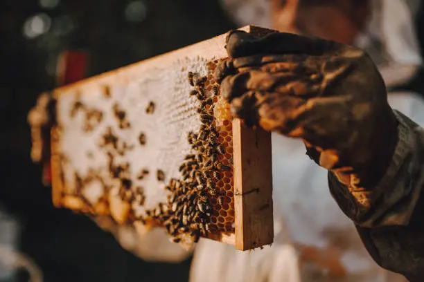 Beekeeping business