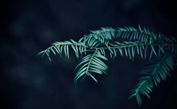 istock Green small tree leaves unique natural photo 1249649457