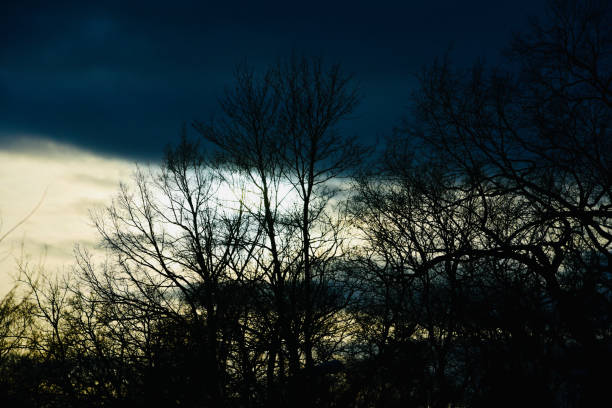 istock Some bare trees with dark cloudy sky background natural photo 1249649552