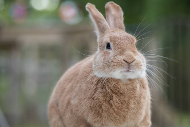 istock Rufus Rabbit profile sitting on the deck at dusk 1249650798