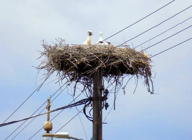 istock Stork nest next to the bell tower 1249650874