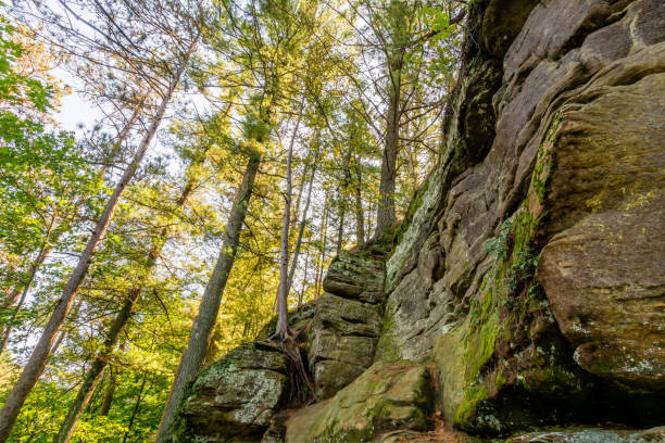 Looking up at towering trees at Mirror Lake State Park Wisconsin Low angle shot of tall trees in Wisconsin's Mirror Lake State Park. mirror lake stock pictures, royalty-free photos & images