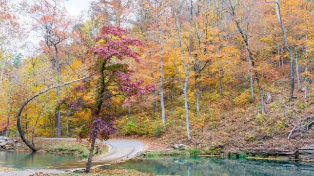 istock Bent tree in Ozarks as trees change color 1249652233