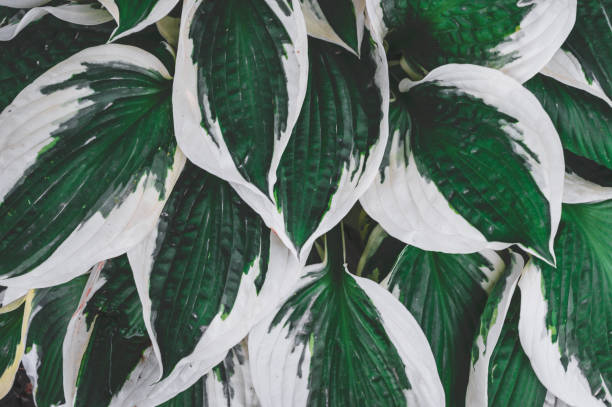 istock Green and white plant leaves with bud 1249654290
